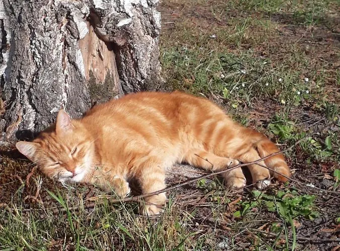 Alojamento de Acomodação e Pequeno-almoço La Forêt De Charmeuse *
