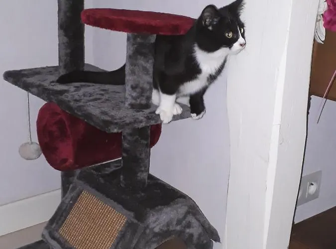 Alojamento de Acomodação e Pequeno-almoço La Forêt De Charmeuse *